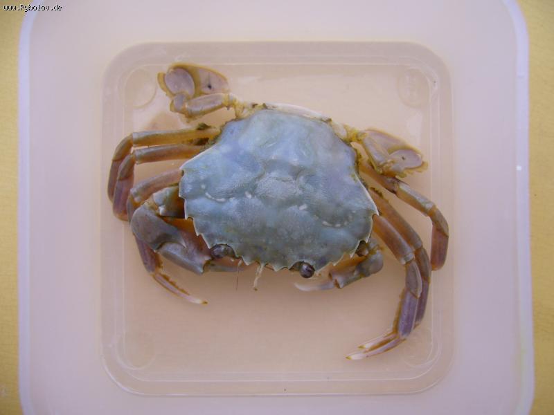 --������ - ������� (����������)