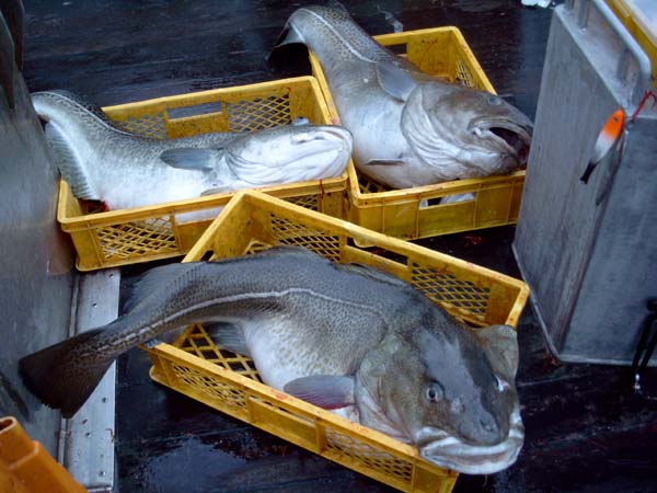 --Dorschi - ������� (����������)