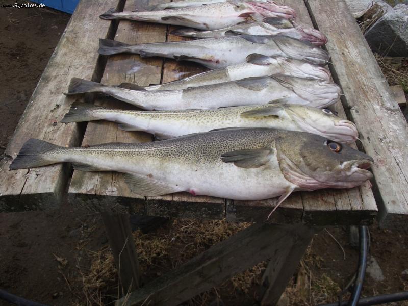 --�������� - ������� (����������)