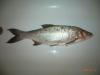 Rapfe 3kg - рыбалка (фотоальбом)