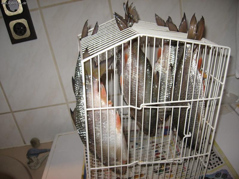 --�, ��� ��� ������, �� ��� , ����� ! - ������� (����������)