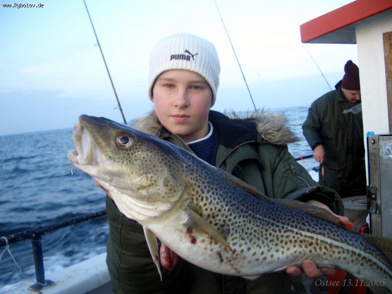 --Dorsch-Ostsee - ������� (����������)