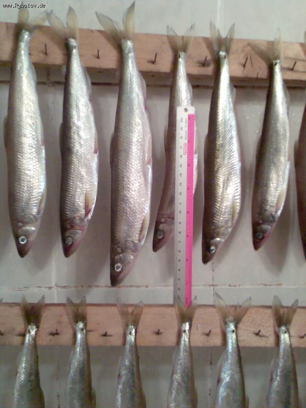 --������� ������� - ������� (����������)