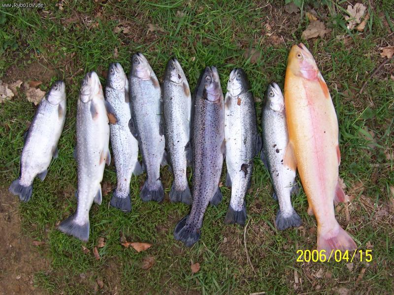 --Forellen - ������� (����������)