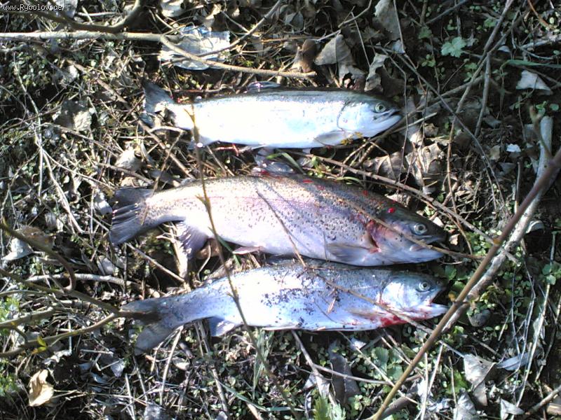 --Forelle - ������� (����������)