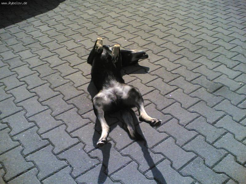 --������ - ������� (����������)