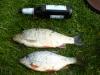 результат рыбалки 09.04 - рыбалка (фотоальбом)