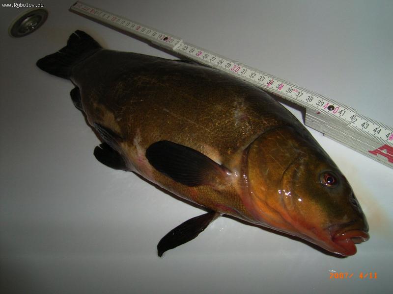 --���� (Schleie) - ������� (����������)