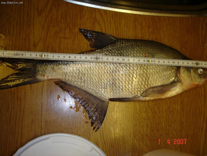 --�������� ������ 2007 - ������� (����������)