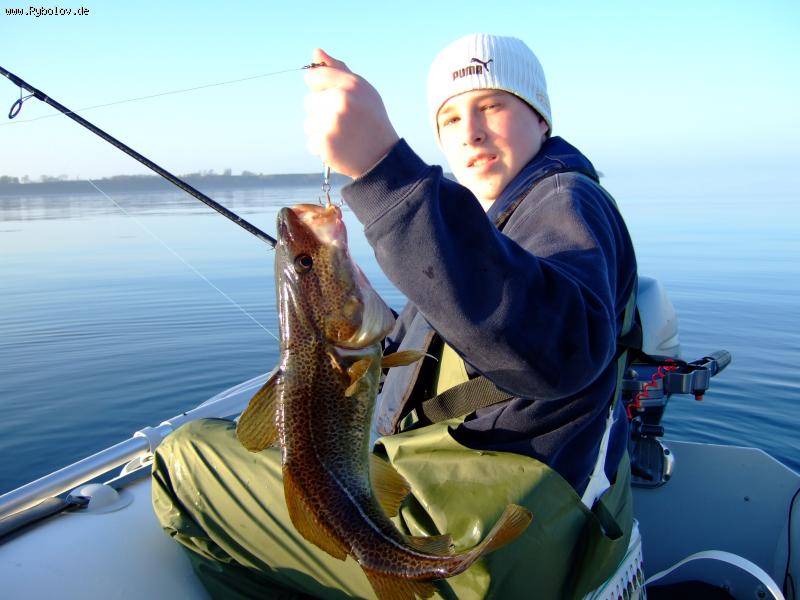 --Dorsch - ������� (����������)