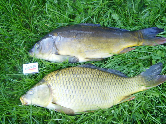 --������� 54 �56�� - ������� (����������)