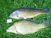 Карпята 54 и56см - рыбалка (фотоальбом)
