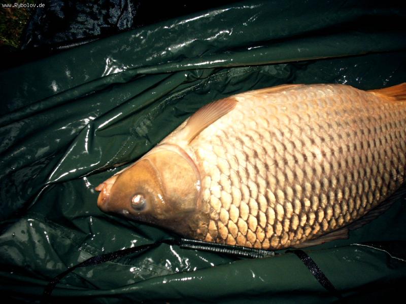 --Karp -  ()