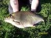 Brassen ,62cm 3,5kg -  ()