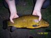 Schleie 56cm 2kg -  ()