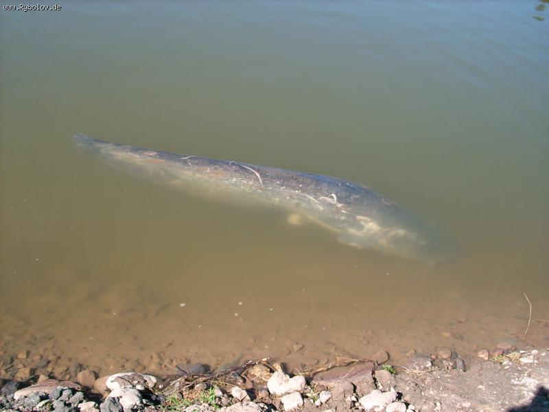 --������ ��������� ! - ������� (����������)