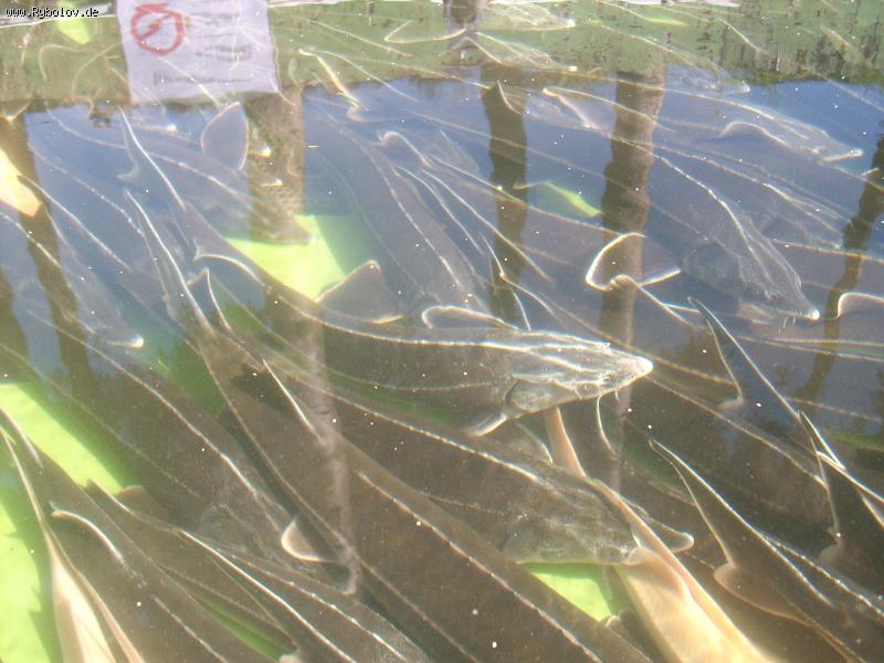 --Waxdick ? - ������� (����������)