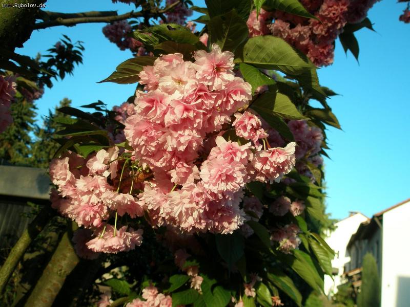 --����� - ������� (����������)