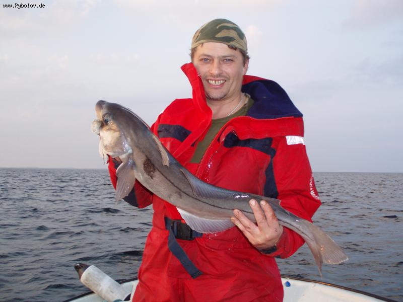 --Это Schellfisch ... - рыбалка (фотоальбом)