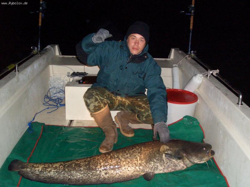 --Ebro-Wels 160 cm. - ������� (����������)