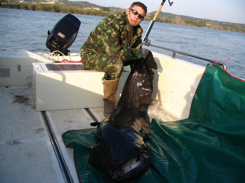 --Ebro-Wels 192 cm. -  ()