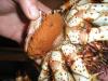 Крабовая икра - рыбалка (фотоальбом)