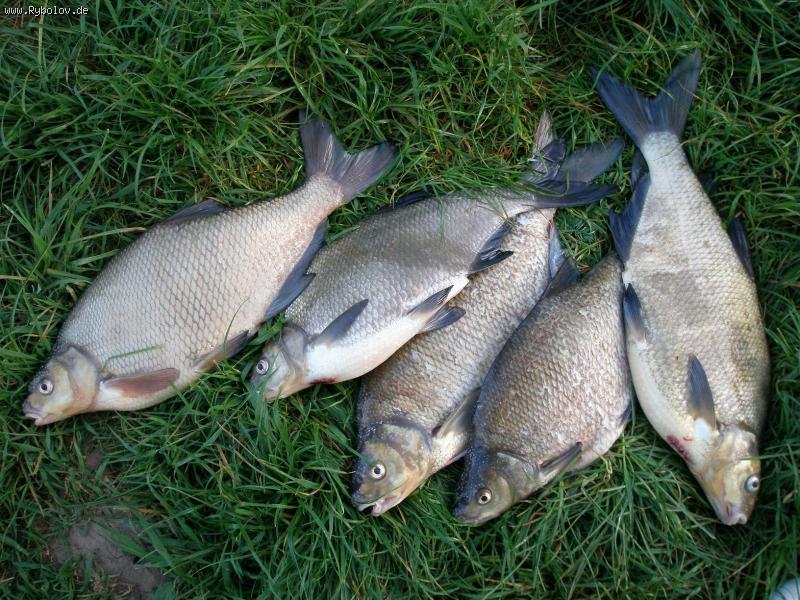 --�� ����� - ������� (����������)