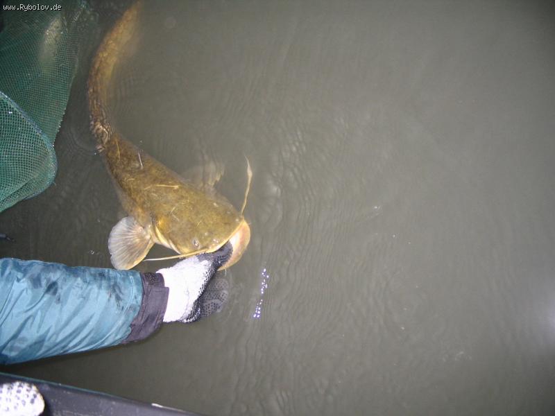 --Ebro-Wels 110 cm. (2) -  ()