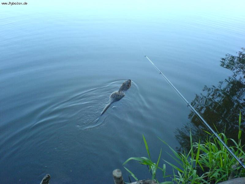 --������ ������!!! - ������� (����������)