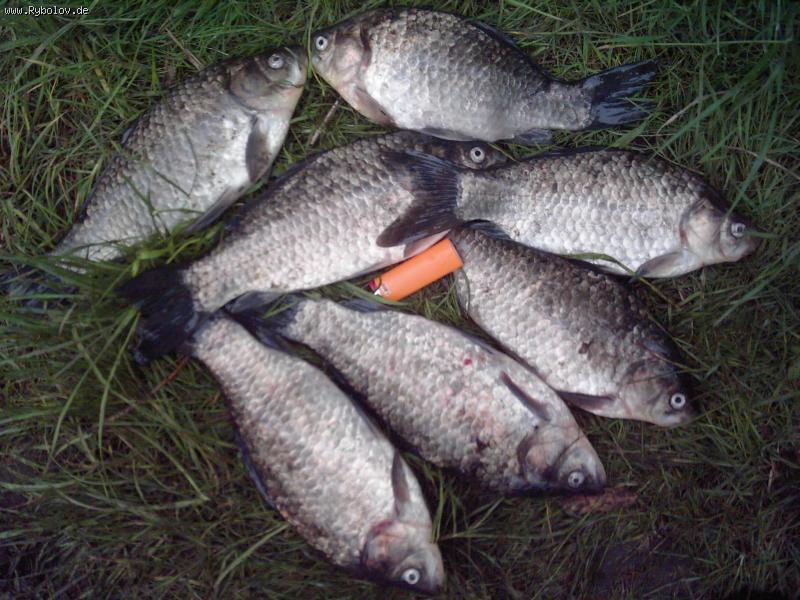 --������ ����� - ������� (����������)