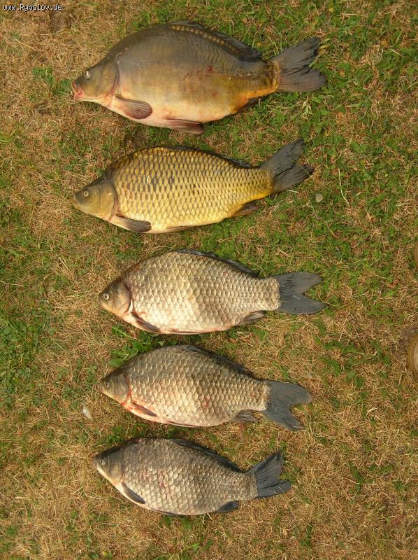 --���������� - ������� (����������)