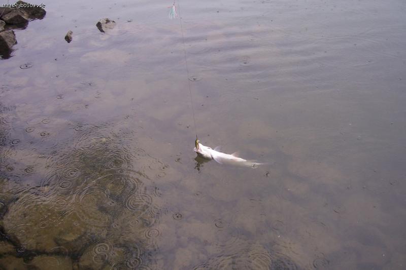 --� ��� ��� ���������� - ������� (����������)