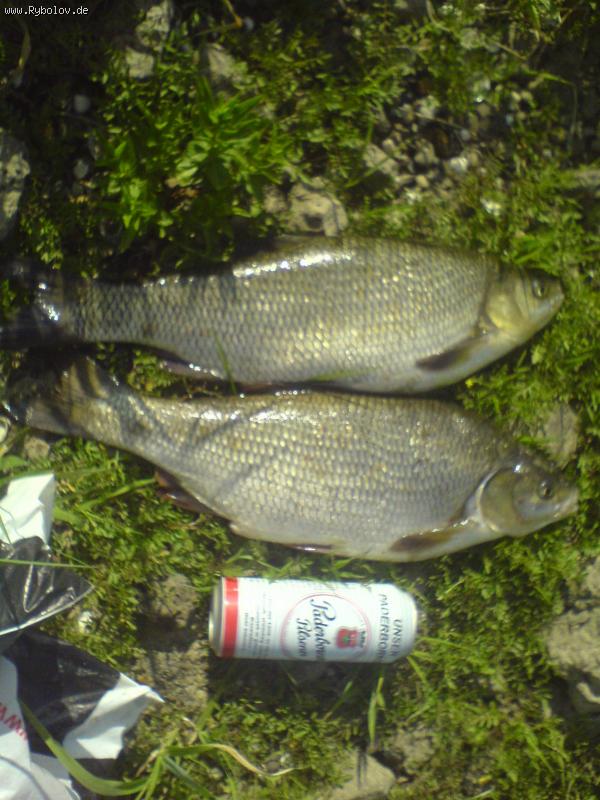 --Döbel, Rhein - ������� (����������)