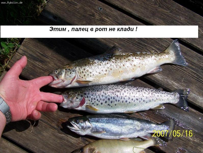 --Пальцы в пасть , да весёлый свист ..... - рыбалка (фотоальбом)