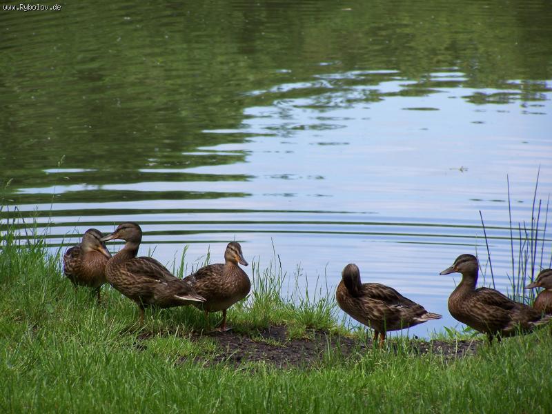 --������ �������! - ������� (����������)