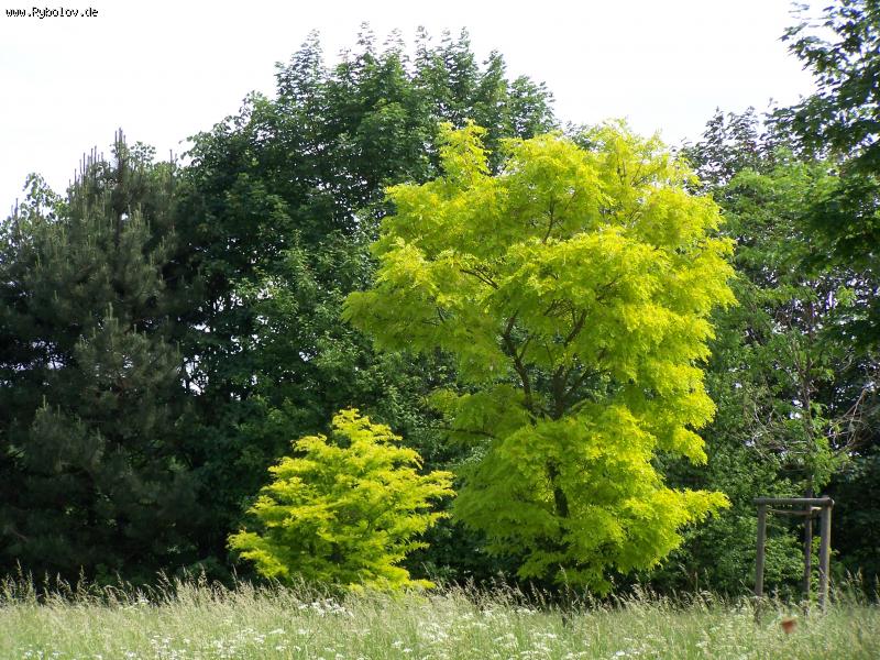 --��� ���� � ����� - ������� (����������)