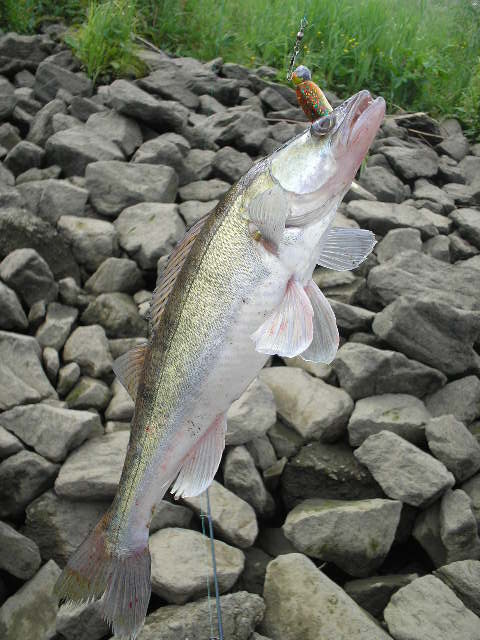 --����� - ������� (����������)