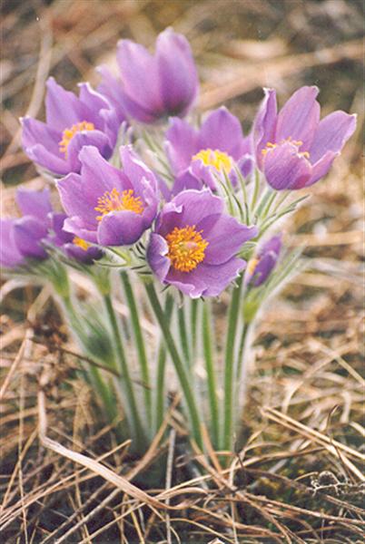 --�������� �����. "���������" - ������� (����������)