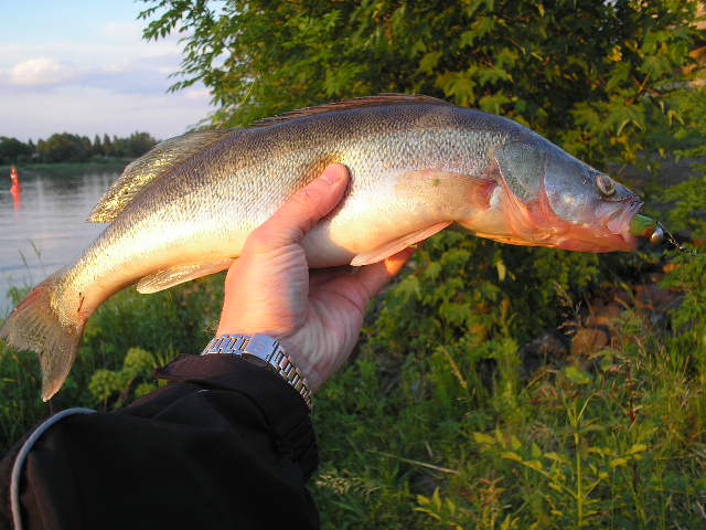 --����� - ������� (����������)