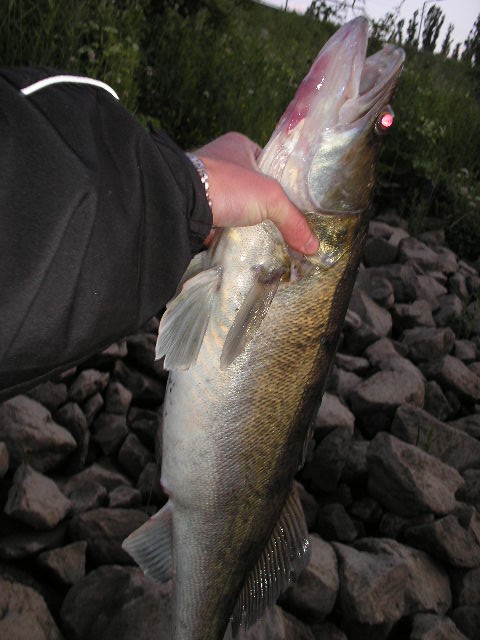 --����� 75�� - ������� (����������)