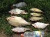 Лещ, подлещ, краснопёрка, окуньки, плотва и ёрш - рыбалка (фотоальбом)