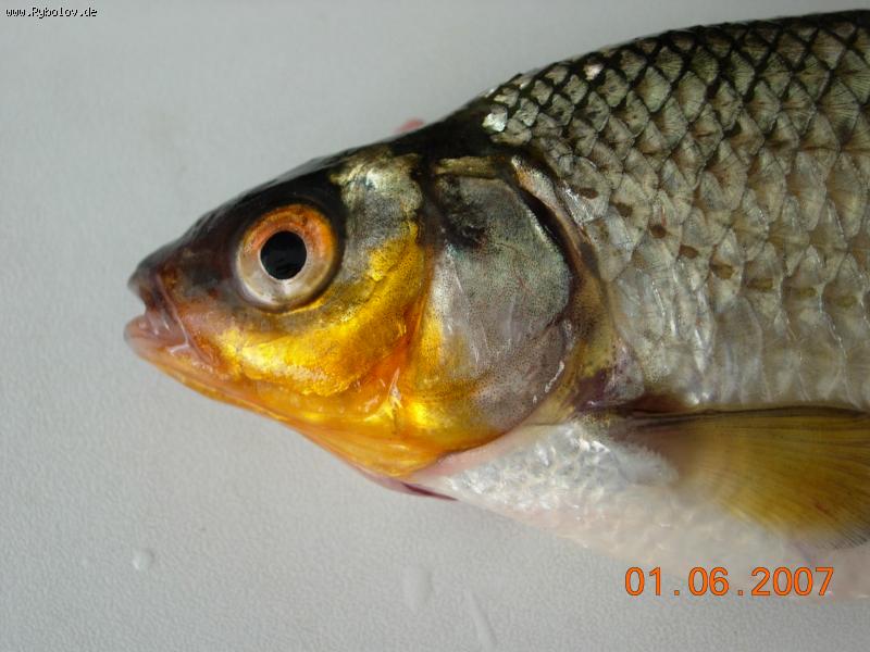 --������ ������ ! 2 - ������� (����������)