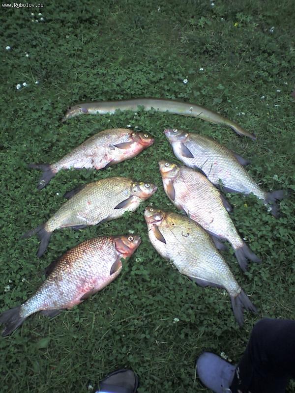 --��� ����. - ������� (����������)