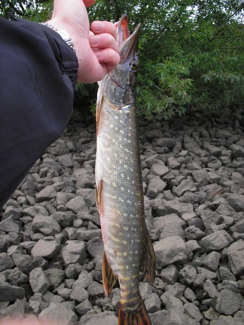 --���������,�� �������! - ������� (����������)