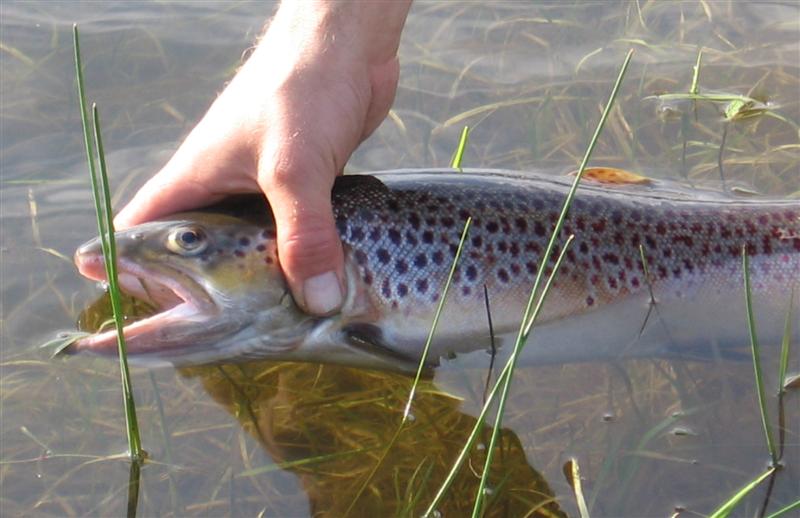 --�� ����������� �������. - ������� (����������)