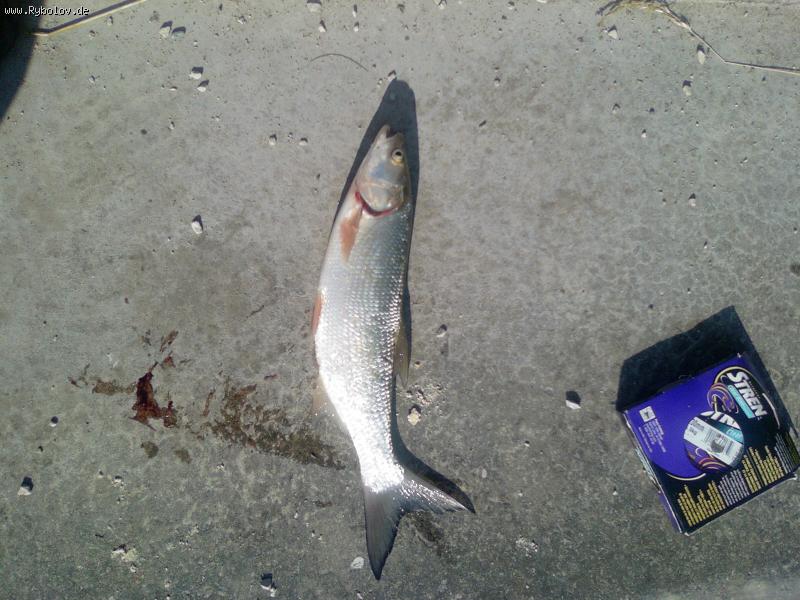 --������� ��� �� ����? - ������� (����������)