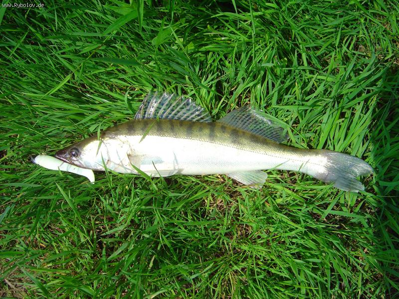 --����������� ����� - ������� (����������)