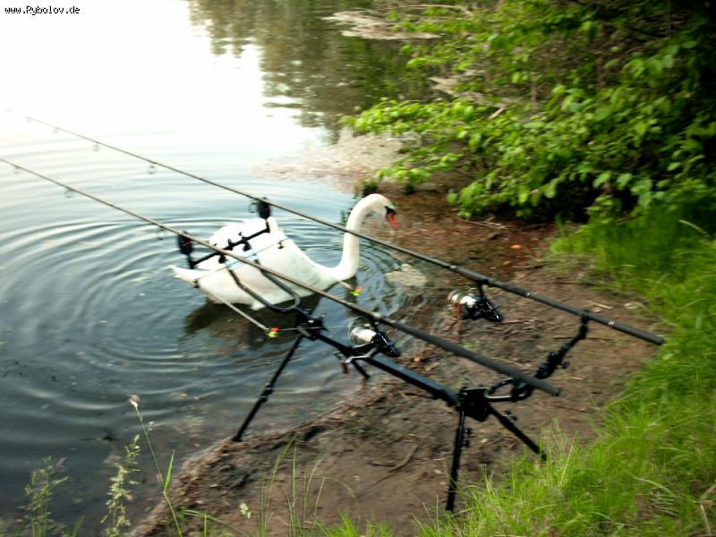 --" �����" �������� ���������� - ������� (����������)