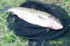 ����� ���� - ������� (����������)