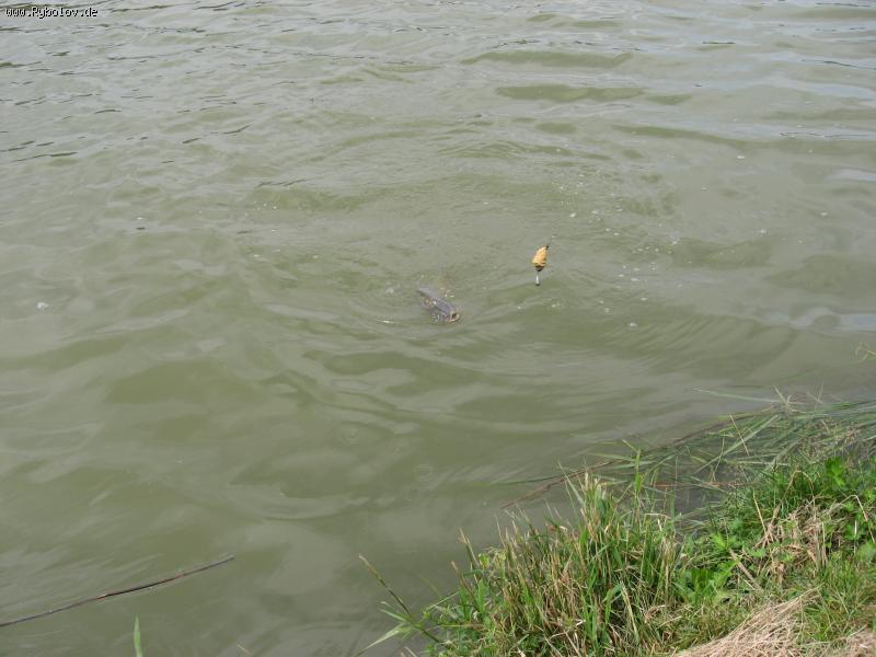 --�������  �...��� ������� - ������� (����������)